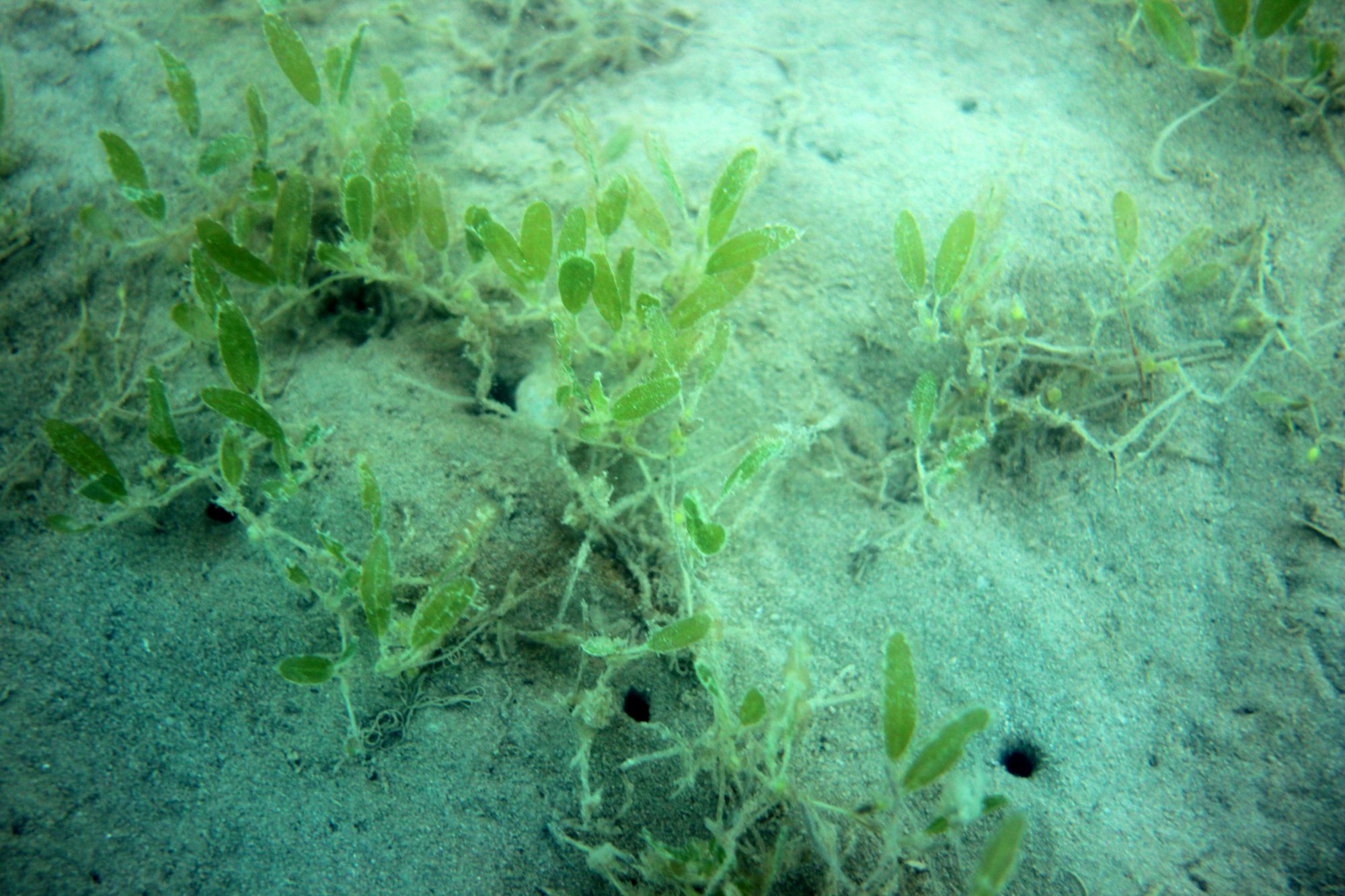 Cullen Bay Marina Habitat Monitoring Program Project Examples Geo