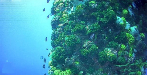 Platform Deployed Rov Cleaning And Inspection Geo Oceans