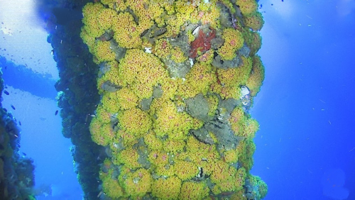 Coral growing on a structure.loading=