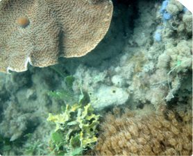 Brunei ROV Coral Survey.