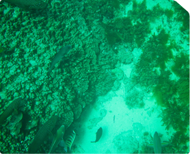 Towed Camera Coral Survey - Asia.